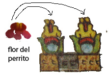 flor del perrito y topónimo de Xochimilco